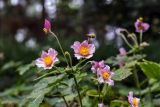 Anemone hupehensis