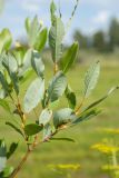 Salix phylicifolia. Ветвь (видна абаксиальная поверхность листьев). Ленинградская обл., Волосовский р-н, разнотравно-злаковый суходольный луг на известняке на обочине грунтовой дороги. 14.07.2018.