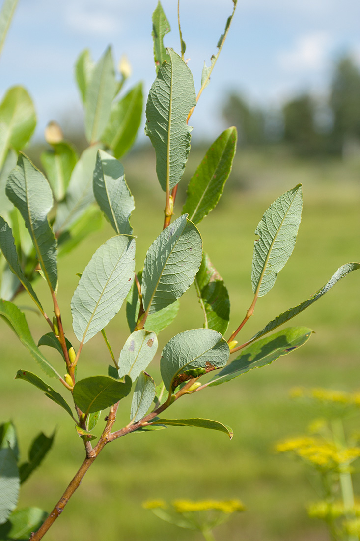 Image of Salix phylicifolia specimen.