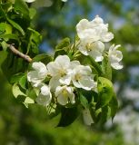 Malus prunifolia. Верхушка цветущей веточки с кормящейся мухой. Казахстан, Восточно-Казахстанская обл., г. Усть-Каменогорск, Архитектурно-ландшафтный музей-заповедник, в культуре. 20.05.2018.