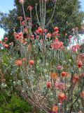 Leucospermum reflexum