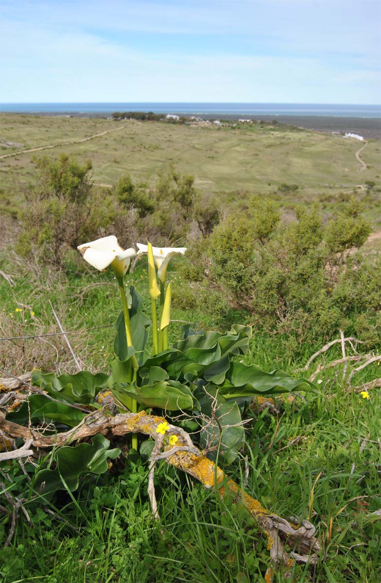 Изображение особи Zantedeschia aethiopica.