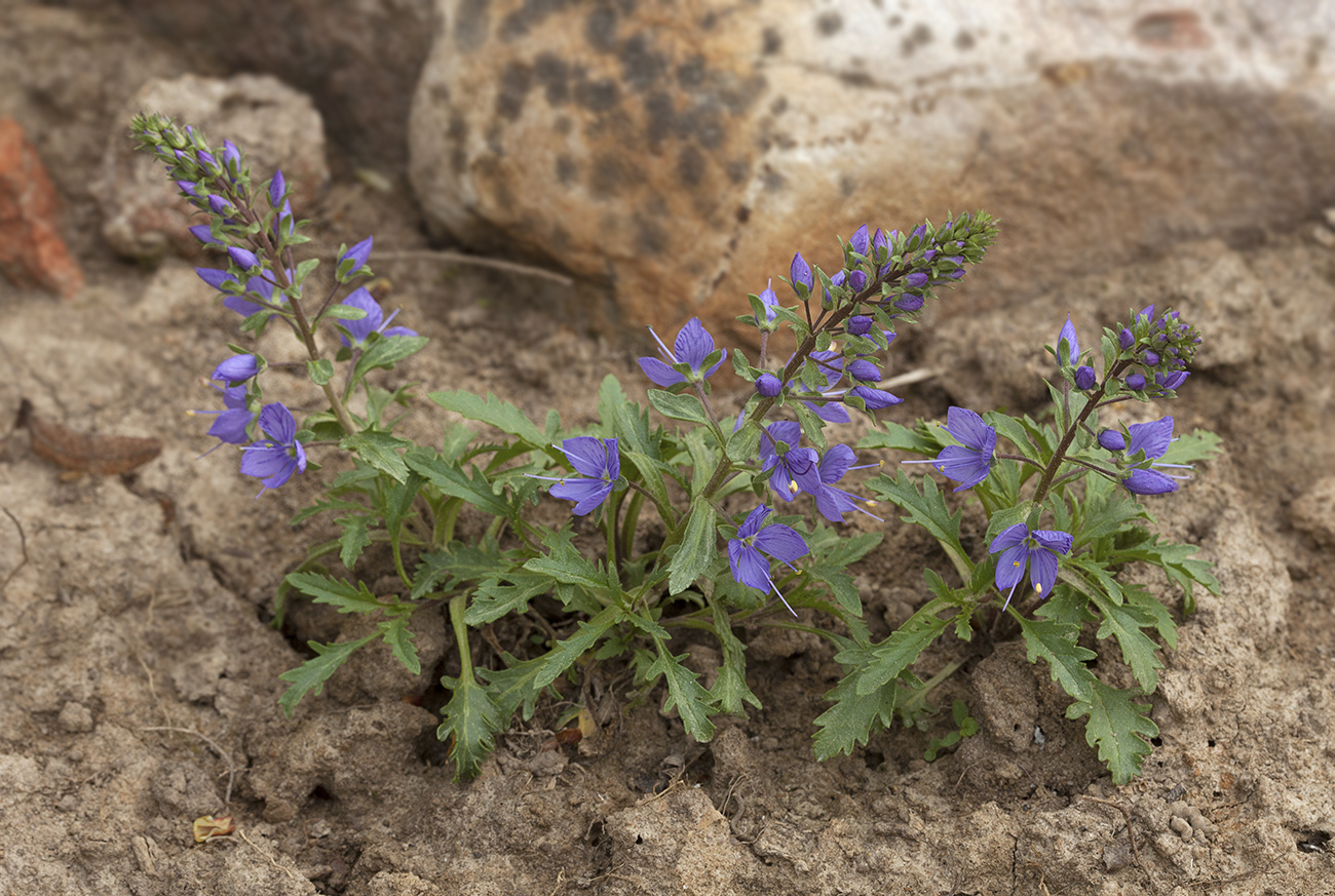 Image of Veronica schmidtiana specimen.