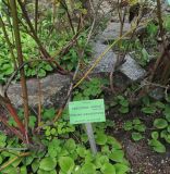 Leucothoe fontanesiana