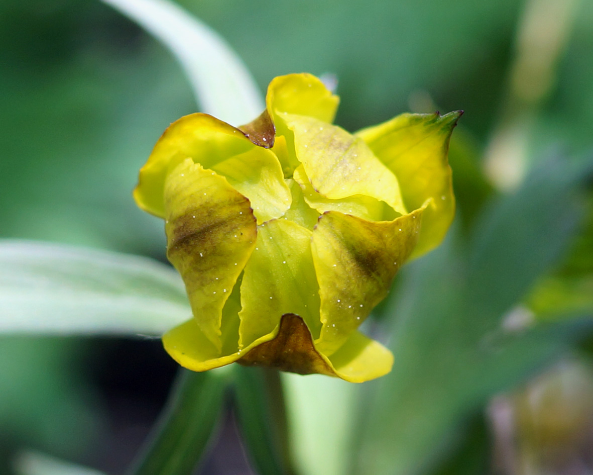 Изображение особи Trollius riederianus.