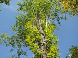 Populus laurifolia. Часть дерева. Магаданская обл., г. Магадан, окр. мкр-н Снежная Долина, р. Дукча, пойменный ивняк. 10.09.2017.