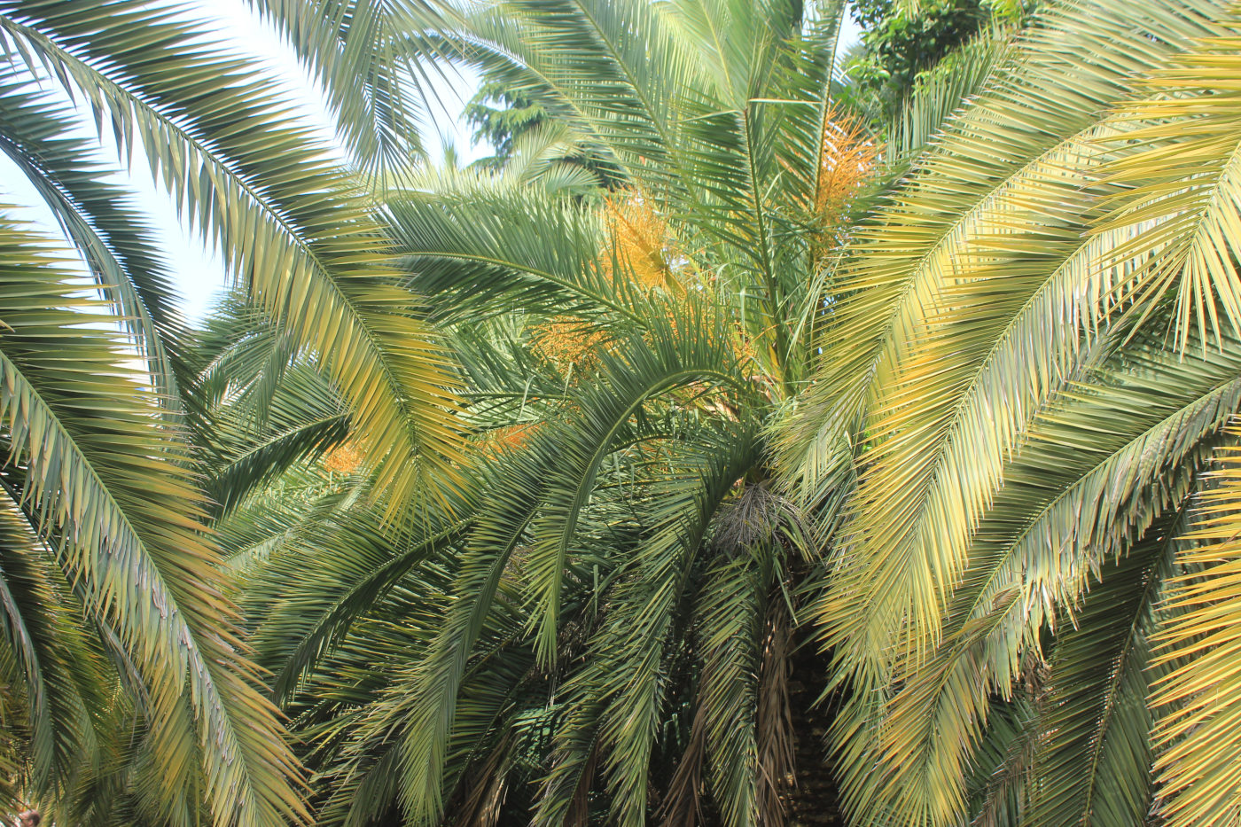 Image of Phoenix canariensis specimen.