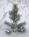 Pinus sylvestris. Молодое деревце. Чувашия, окрестности г. Шумерля, Подвенец. 6 января 2008 г.