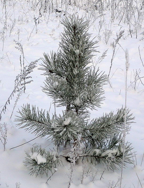 Изображение особи Pinus sylvestris.