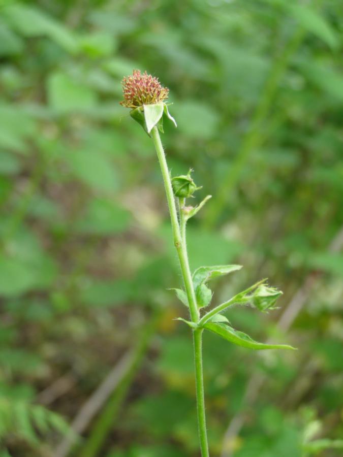 Image of Geum urbanum specimen.