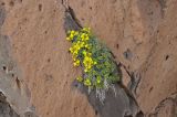 Draba rosularis