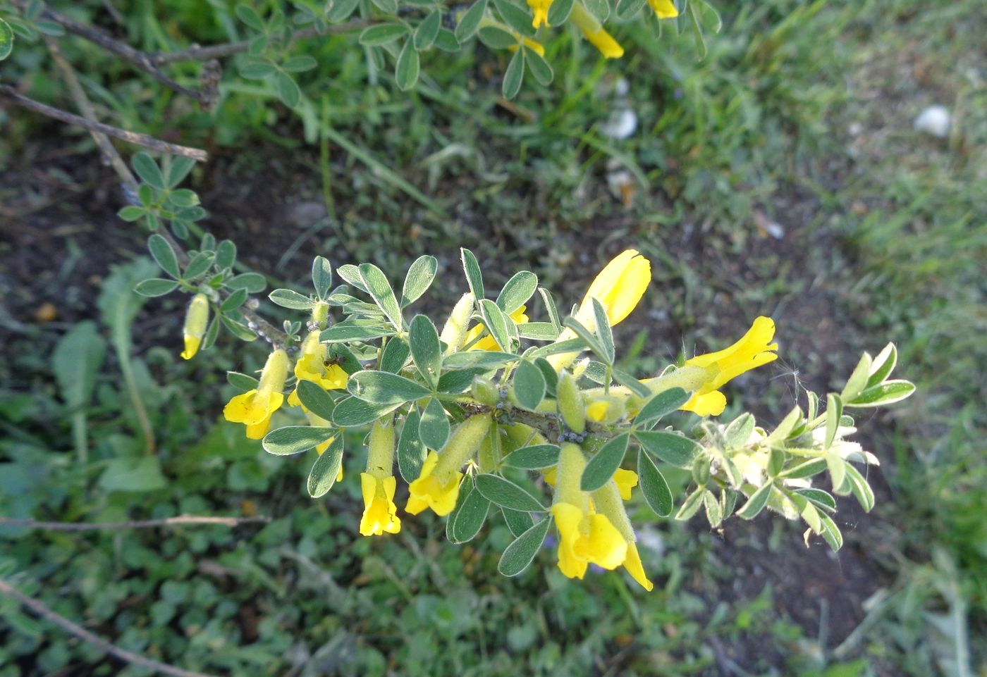 Image of genus Chamaecytisus specimen.