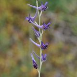 Delphinium peregrinum. Часть побега с цветками. Республика Кипр, окр. г. Лимасол (Λεμεσός), рудеральное местообитание. 09.06.2019.