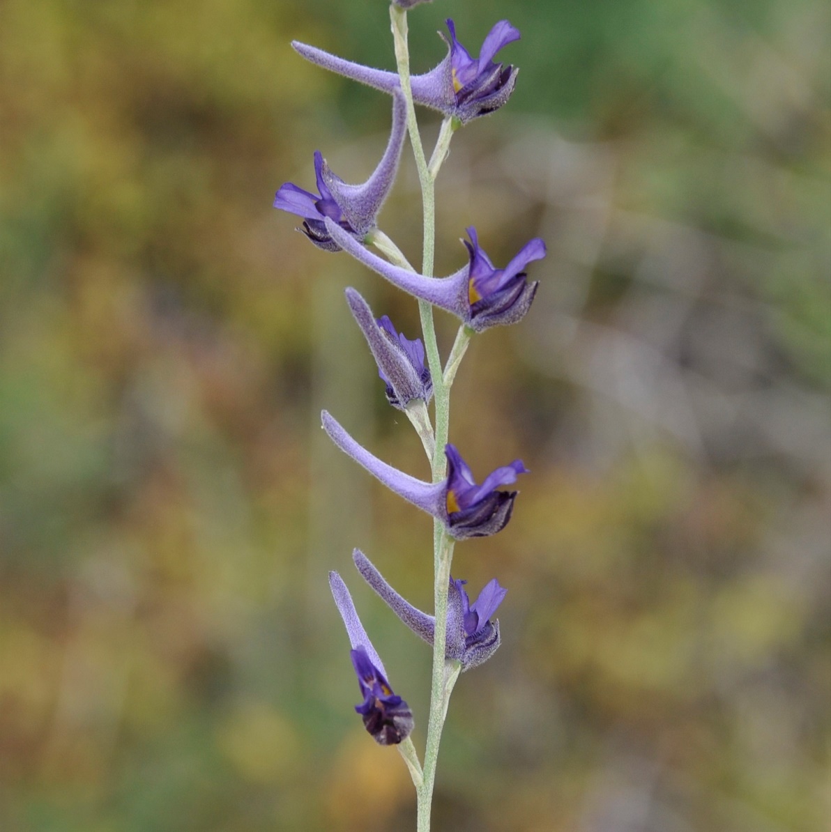 Изображение особи Delphinium peregrinum.