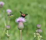 Cirsium setosum. Соцветие с кормящейся мухой и подлетающей осой. Казахстан, Восточно-Казахстанская обл., Уланский р-н, окр. с. Украинка, луг. 15.07.2008.