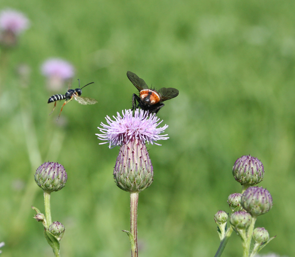 Изображение особи Cirsium setosum.