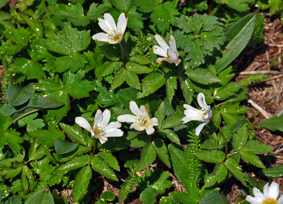 Image of Anemone altaica specimen.