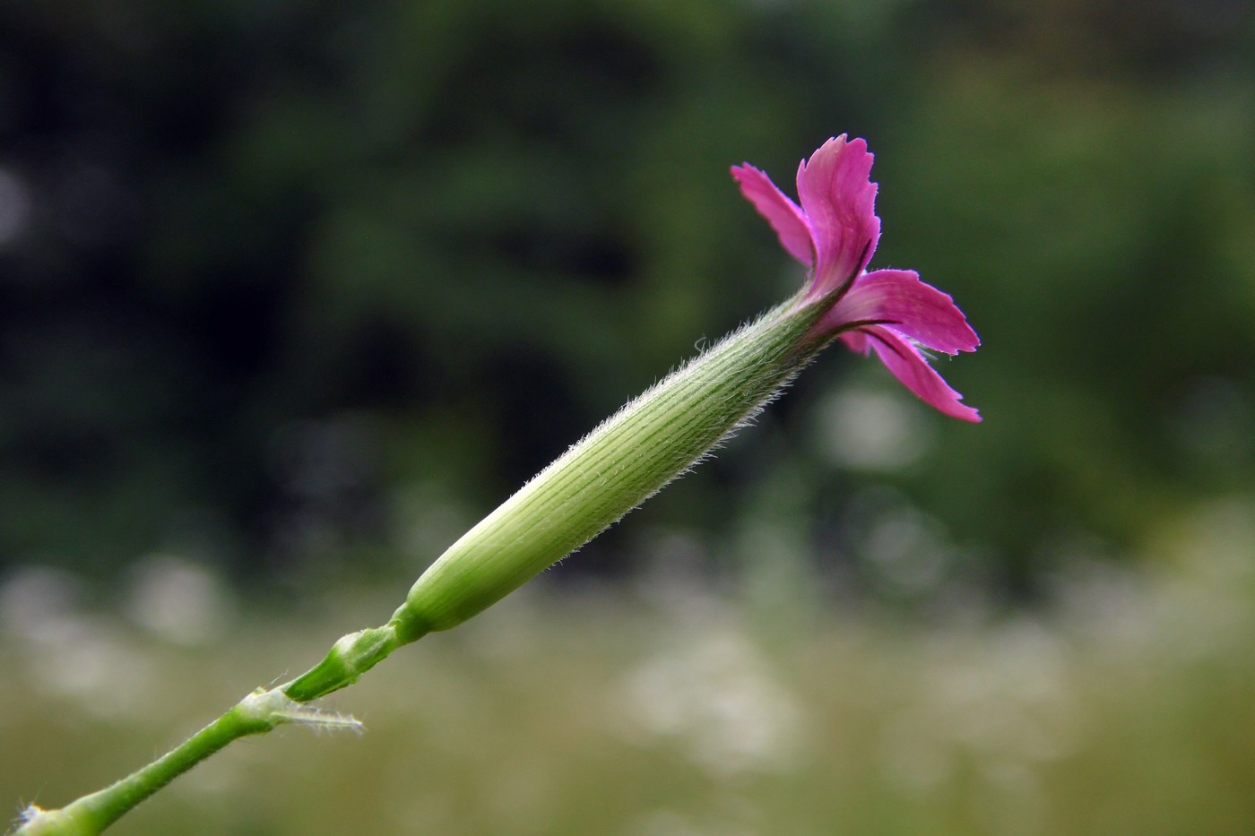 Изображение особи Dianthus armeria.