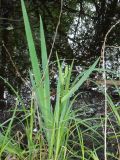 Iris pseudacorus