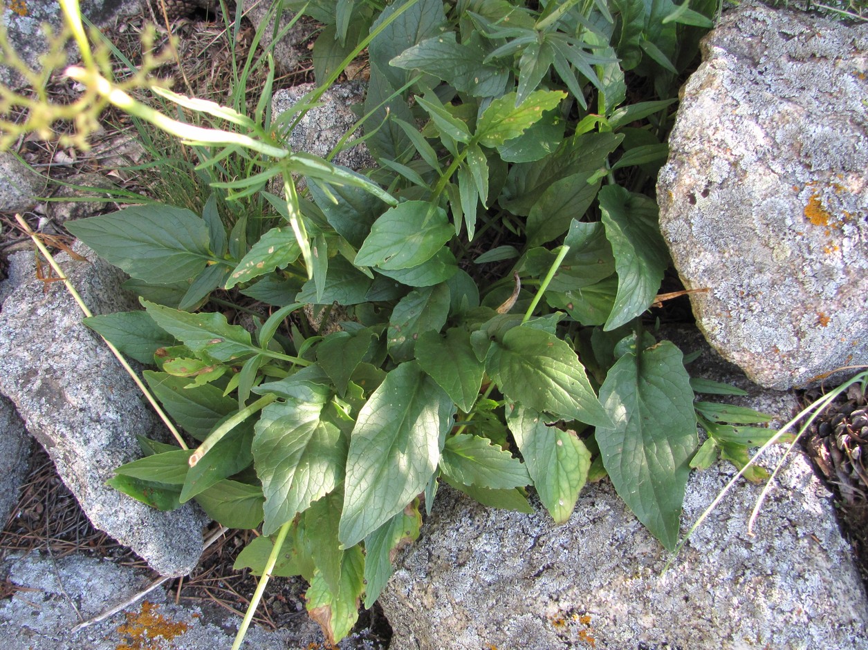 Image of Valeriana cardamines specimen.
