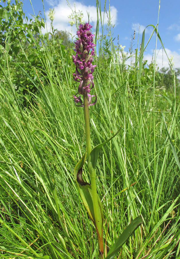 Изображение особи Dactylorhiza incarnata.