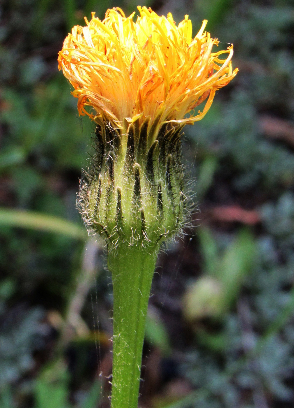 Image of Trommsdorffia maculata specimen.