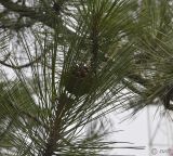 Pinus pallasiana