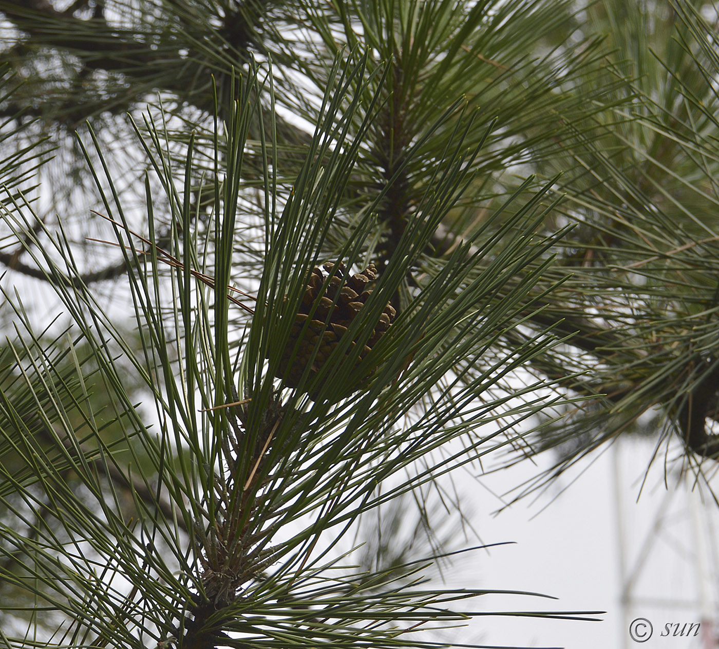 Изображение особи Pinus pallasiana.