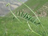 Onobrychis petraea