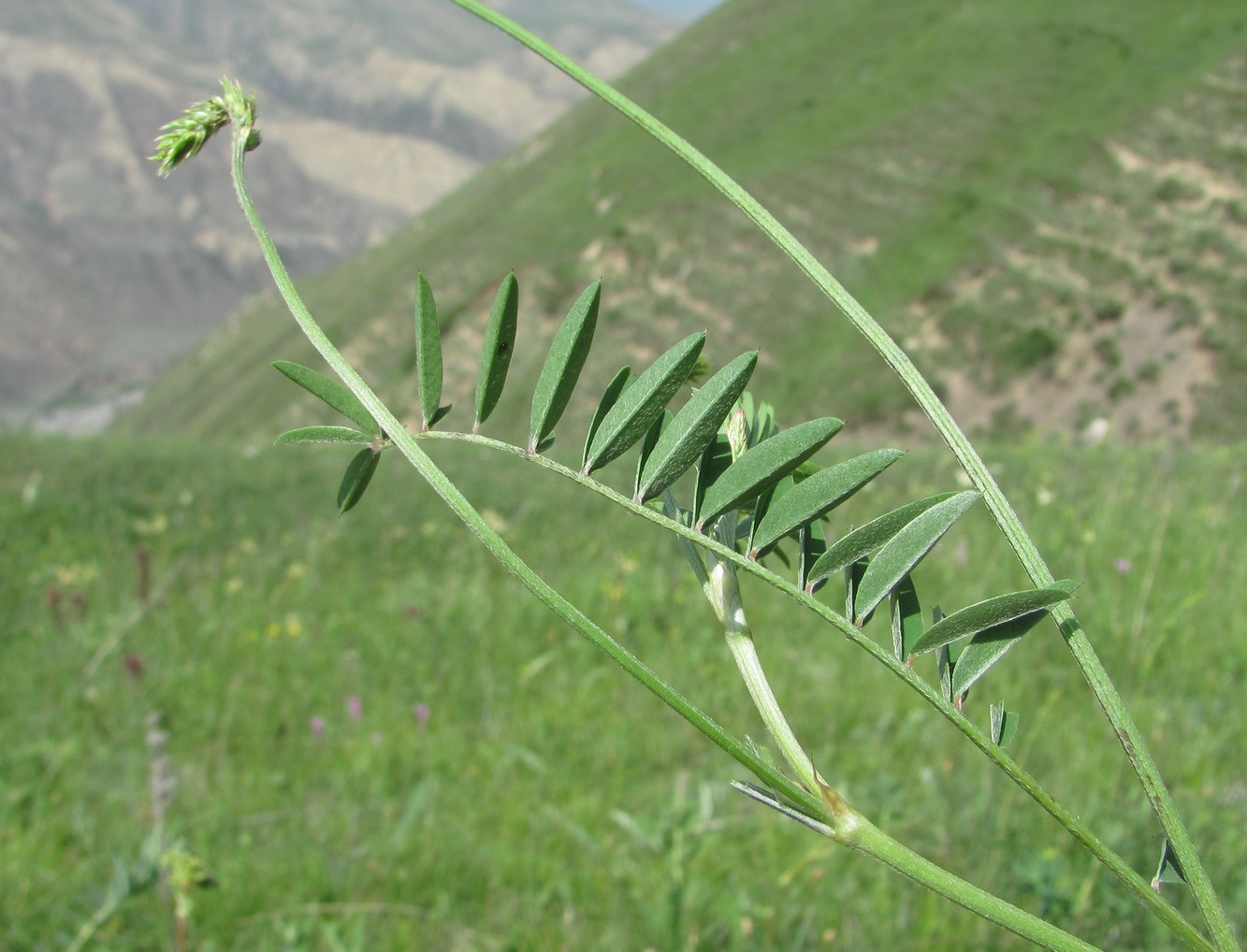 Image of Onobrychis petraea specimen.