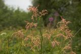 Aconogonon alpinum. Верхняя часть плодоносящего растения. Челябинская обл., Саткинский р-н, национальный парк \"Зюраткуль\", склон хребта Зюраткуль, субальпийский луг. 06.08.2019.