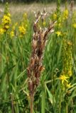 Narthecium ossifragum. Прошлогоднее соплодие с раскрывшимися плодами. Нидерланды, провинция Drenthe, окр. населённого пункта Donderen, окраина частично осушенного верхового болота. 29 июня 2008 г.