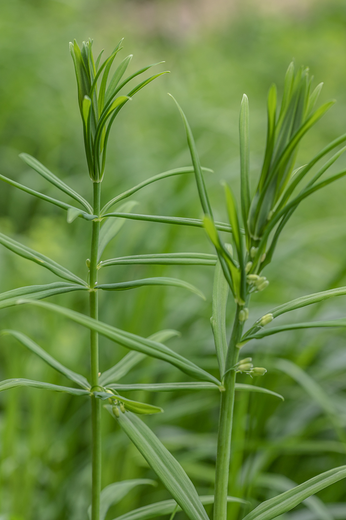 Image of Polygonatum verticillatum specimen.