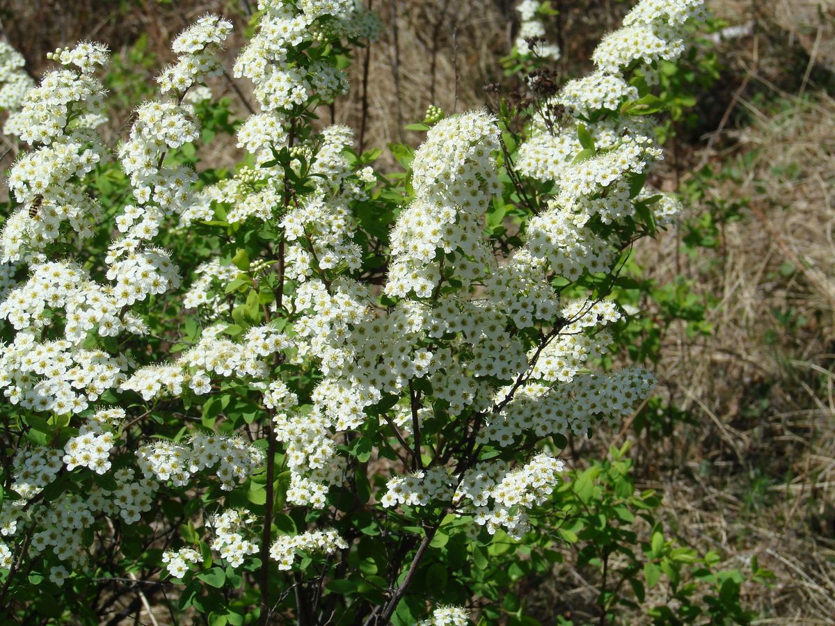 Image of Spiraea media specimen.