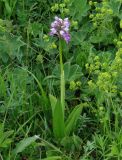 Orchis militaris. Цветущее растение. Иркутская обл, Слюдянский р-н, окр. пос. Култук, долина р. Култучная, луг. 17.06.2019.
