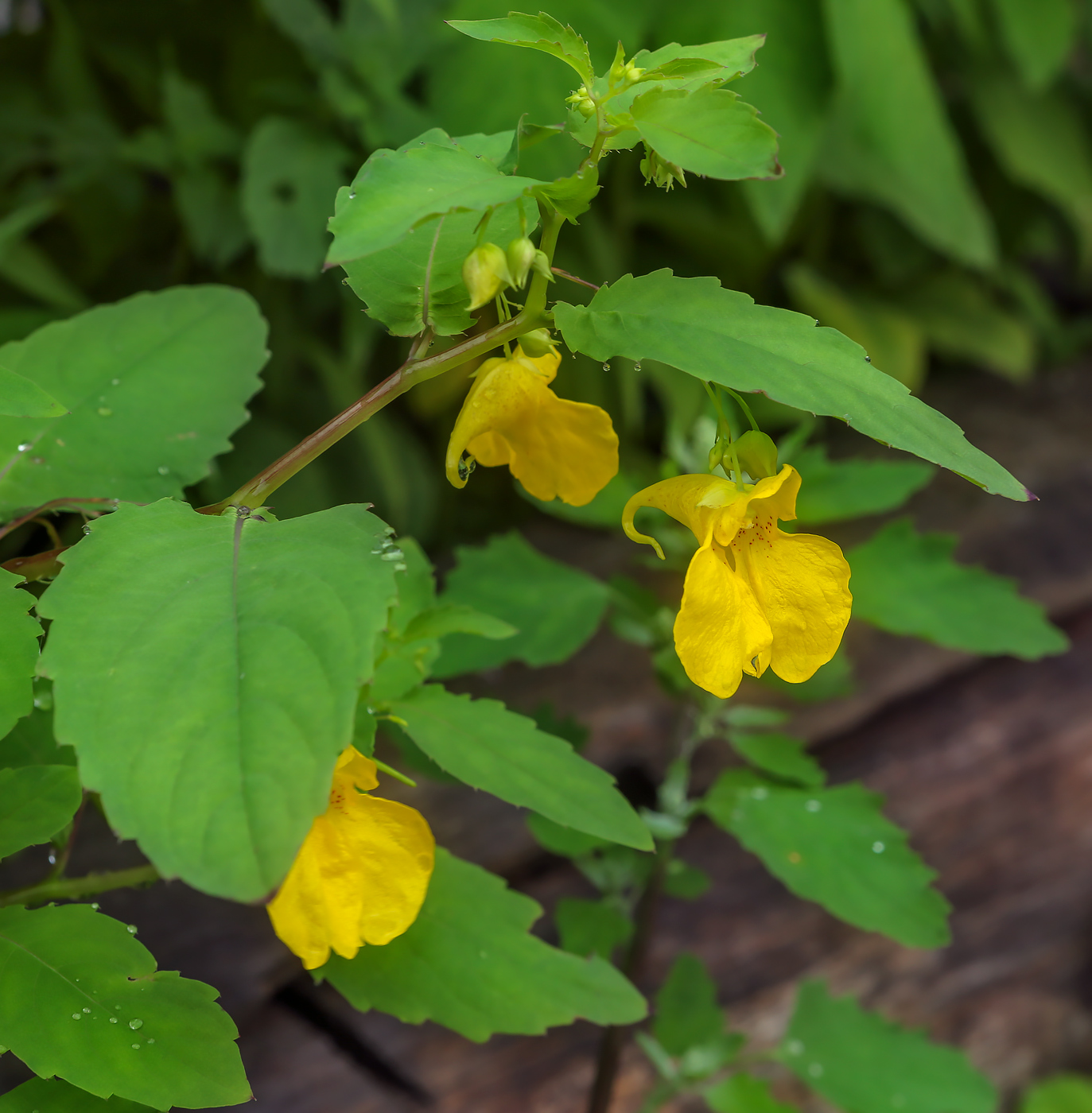 Изображение особи Impatiens noli-tangere.