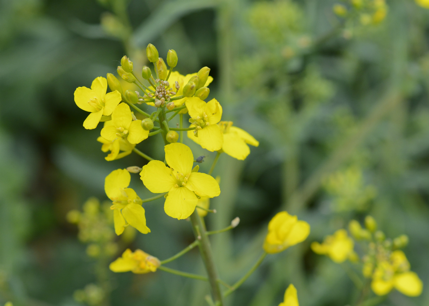 Изображение особи Brassica napus.