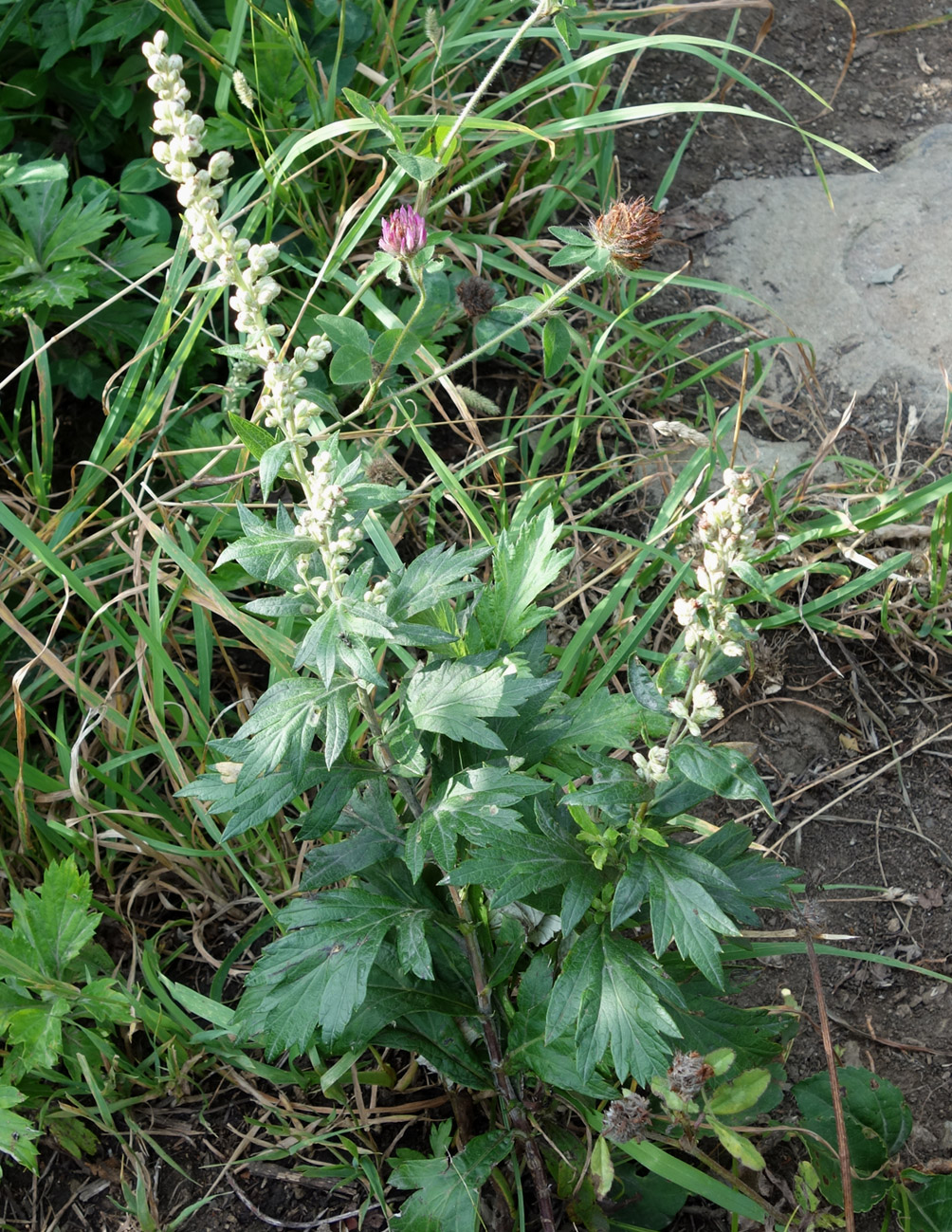 Image of Artemisia stolonifera specimen.