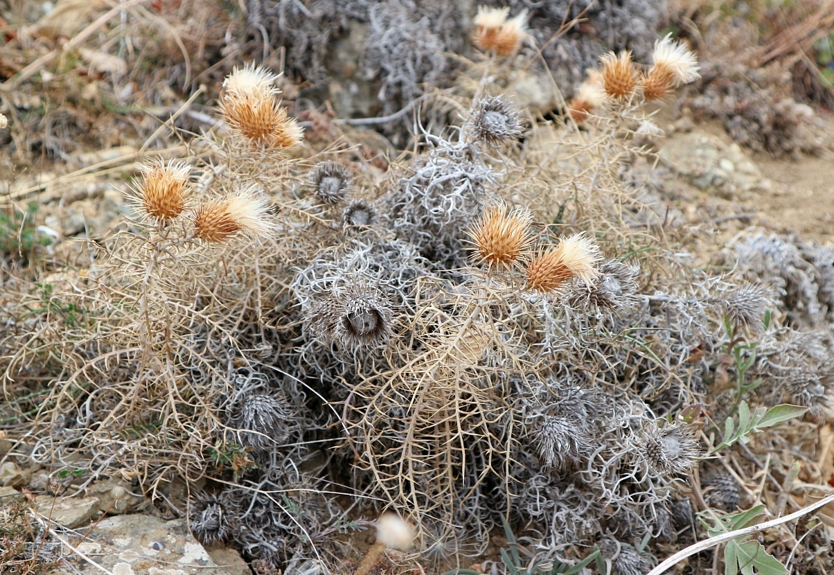 Изображение особи Lamyra echinocephala.