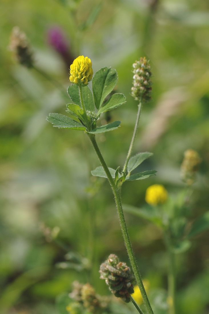 Image of Medicago lupulina specimen.