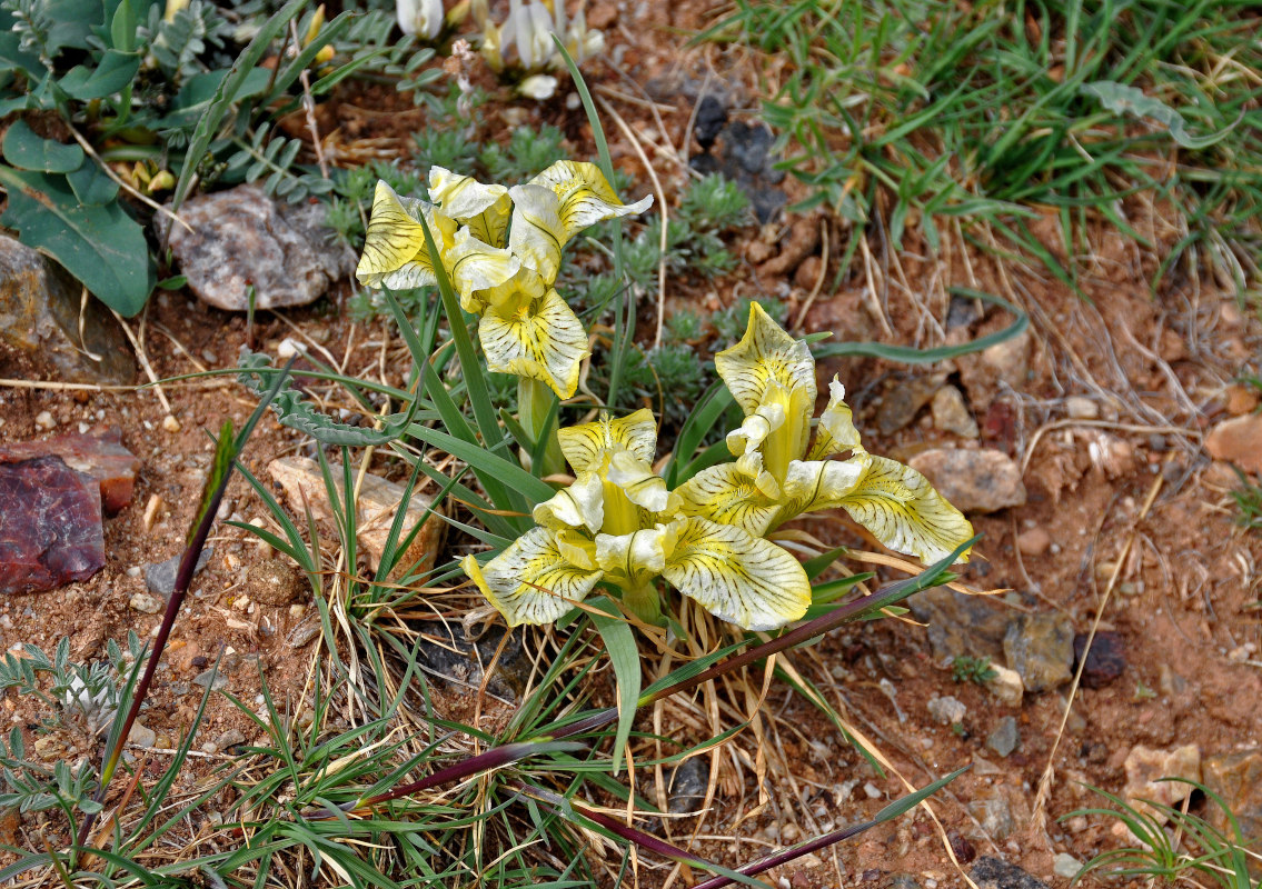 Изображение особи Iris potaninii.