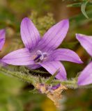 Campanula rapunculus