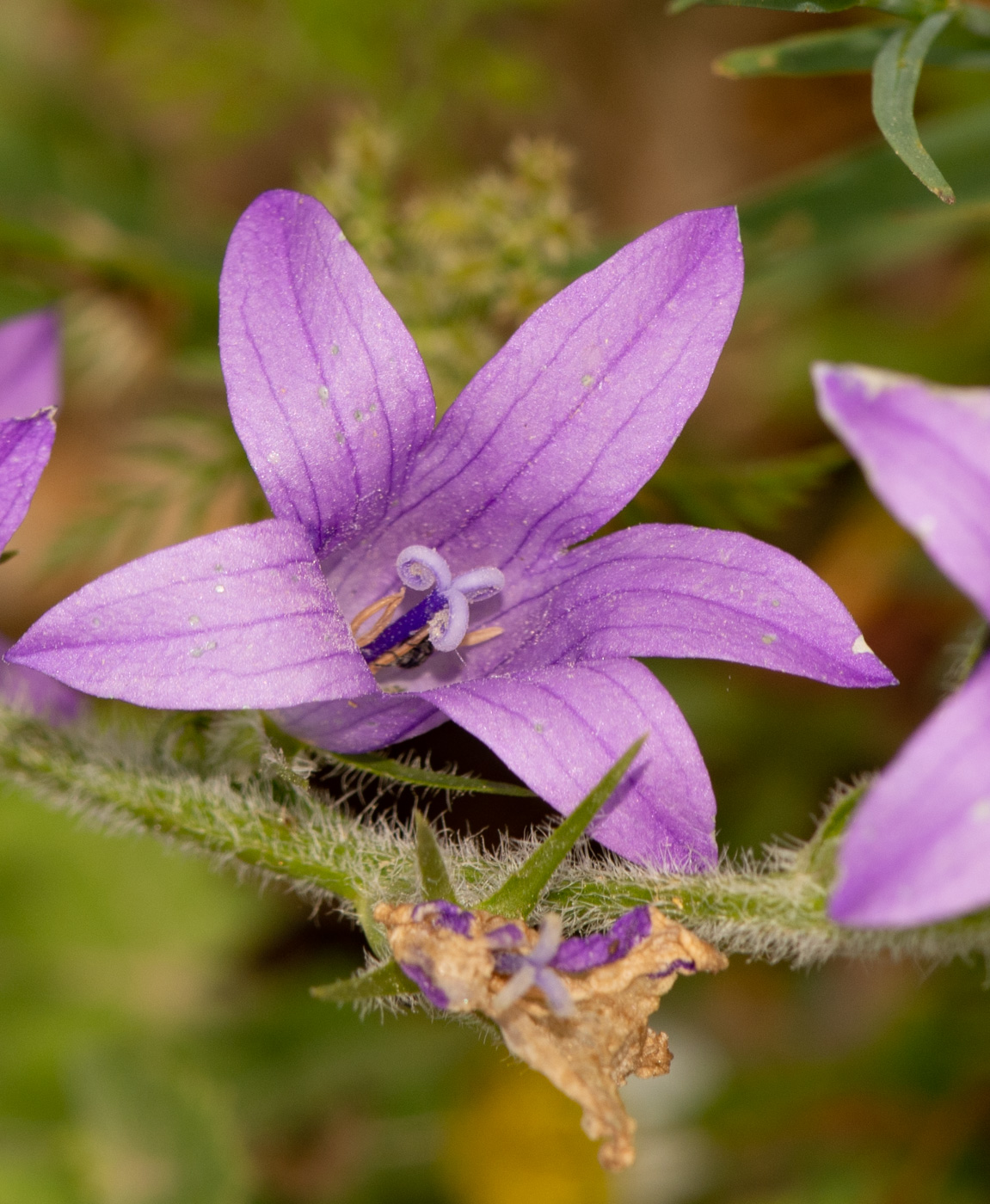 Изображение особи Campanula rapunculus.