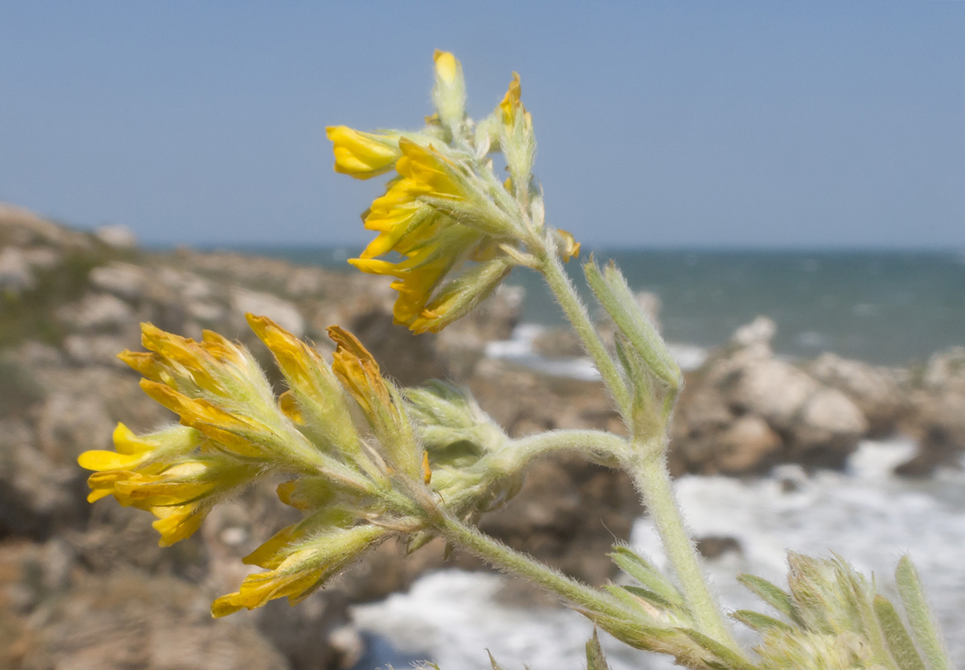 Изображение особи Medicago romanica.