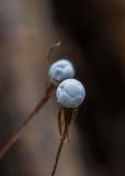 Trientalis europaea