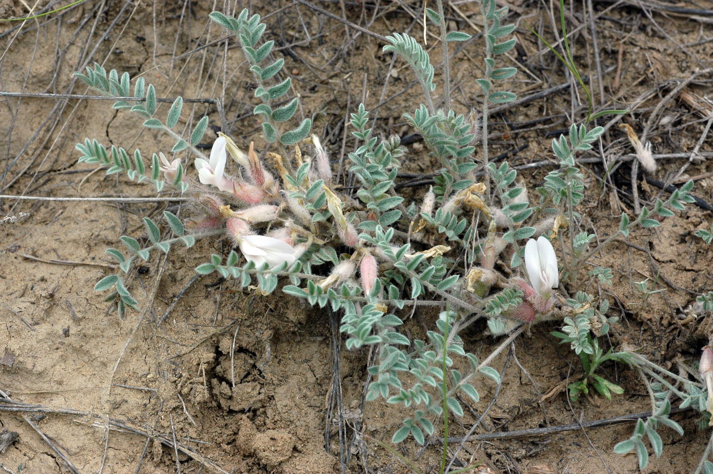 Image of Astragalus sareptanus specimen.