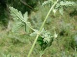 Geranium divaricatum. Листья и развивающиеся плоды. Кыргызстан, Чуйская обл., западная окр. с. Восток, заросли кустарника. 21.05.2019.