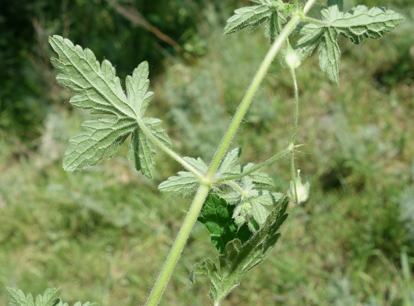 Изображение особи Geranium divaricatum.