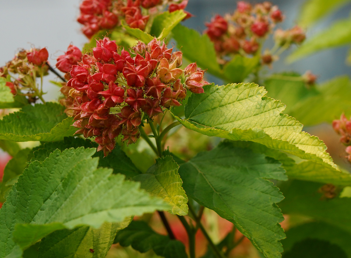 Image of Physocarpus opulifolius specimen.