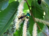 Castanea sativa. Мужское соцветие с питающимися на нём жуком. Украина, Черкасская обл., Каневский р-н, Региональный ландшафтный парк \"Трахтемиров\", искусственное насаждение на степном участке. 3 июля 2010 г.
